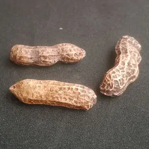 posil batu kacang  atau kacang batu