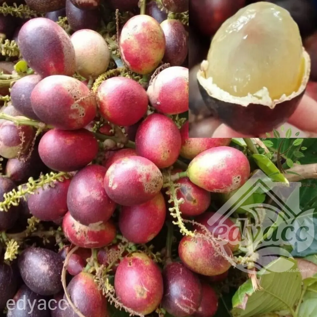 Benih bibit buah matoa madu
