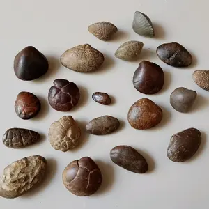 batu unik fosil kijing bungkem cakep cakep ada 20 pcs original alam