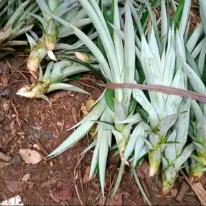 bibit nanas madu jumbo super tanpa duri