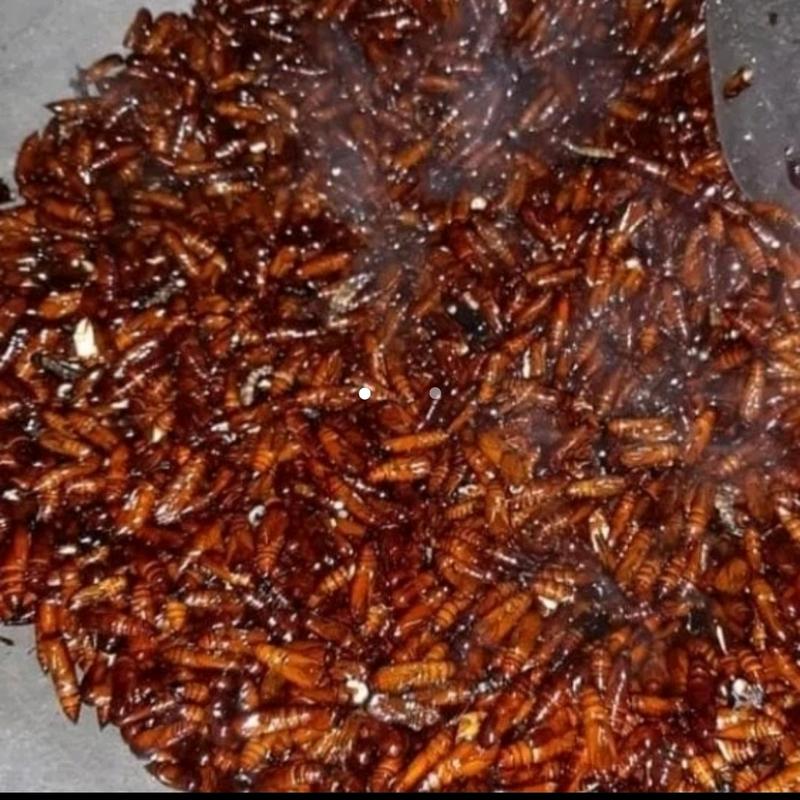 Entung Jati Ungkrung Jati Kepompong Jati Goreng Gurih 2
