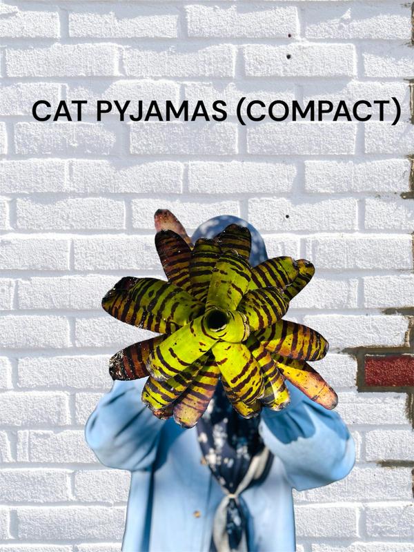 Bunga 1P CAT PYJAMAS (COMPACT) Artificial Bromeliad Plastic - TikTok ...
