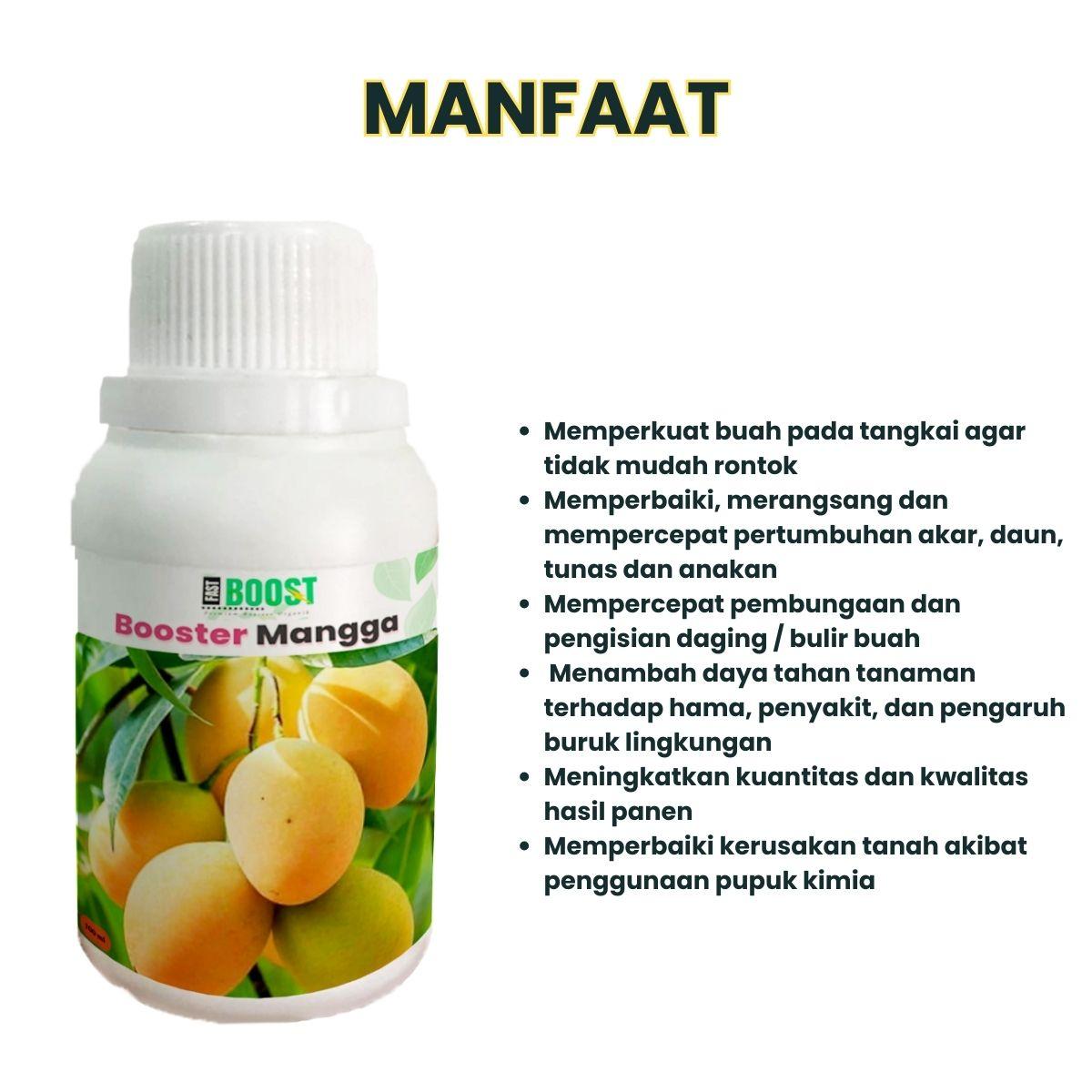 Pupuk Booster Pro Mangga Pelebat Buah Perangsang Terbaik 100ml Cair Multimikroba Fungisida Biopestisida Tanaman