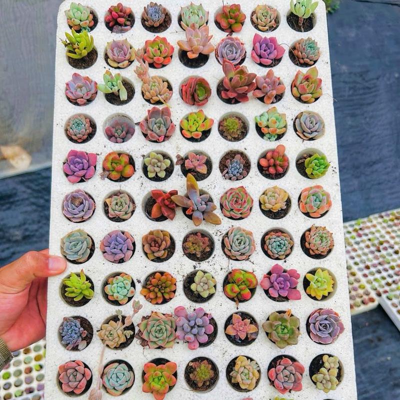 Combo 84 cây sen đá mini dọn vườn hàng lỗi form nhỏ size 10-12 loại cây khoẻ nhưng xấu chăm sẽ đẹp lại