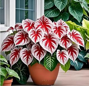 500 Granos Semillas de Caladio Colores Variados Modelo Mixto Fácil de Cultivar Alta Germinación Resistente a la Sombra Decoración de Jardines Ideal para Interiores y Balcones