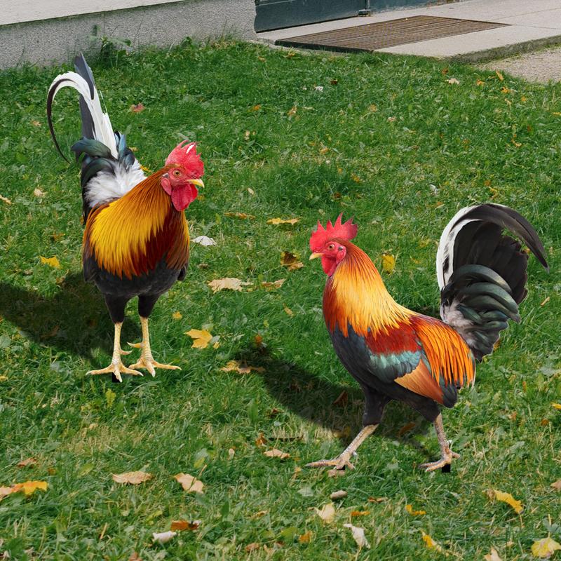 Product Introduction of Courtyard Lawn Backyard Home Decoration Hen Statue Garden Rooster Statue Acrylic Sculpture Outdoor Yard Rooster Decoration 13