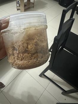 Product Review of PEANUT BISCUITS 50 PCS DELICIOUS BISCUITS from L**a J**s 0