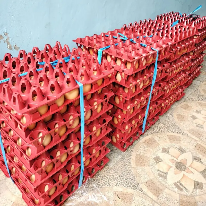 Tempat Telur Keranjang Telur Rak Telur Plastik Tray 30 butir Rak Telor Plastik Egg Tray Krat Telur 6