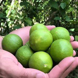 satu kerdus Jeruk Nipis Segar Hijau 1KG - Kualitas Terbaik