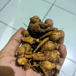 kencur segar 500 gram 30000 satu kilo 60000 Bumbu Penyedap