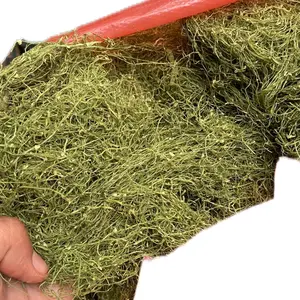 suttilll hijau, kuning, hitam