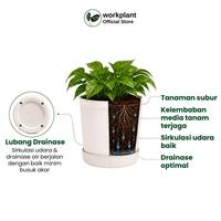 Gambar Workplant - Pot Krisan 16 (Isi 6pcs) Pot Tanaman Minimalis Estetik Bahan Awet Satu Set Tatakan Minim Kotor Untuk Semua Jenis Tanaman Tanaman Indoor Outdoor dari workplant official Kota Surabaya 3 Tokopedia