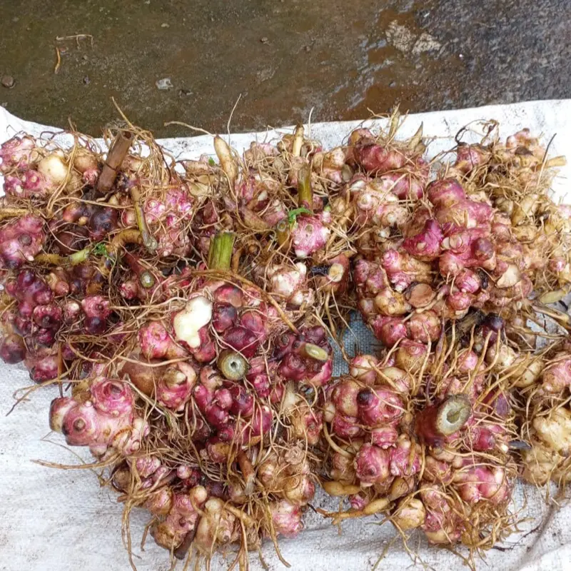 Benih rimpang ubi yacon  jumbo 500 gram herbal siap semai  kaya manfaat Kuning 2