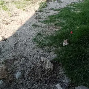 【BPOM】FEALI Mascara Waterproof Long Lasting Volumizing Eye Lash Makeup / Maskara Tahan Air Hitam Kosmetik