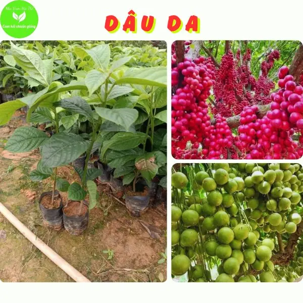 Cây Giống Dâu Da Đỏ, Xanh, Vàng Siêu Quả, Giống Cây Siêu Trái, Quả Siêu Ngọt