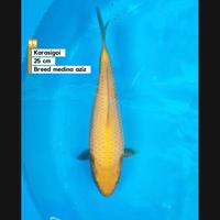 Gambar ikan koi Blitar/karasi lemon dari cemani farm koi Kota Administrasi Jakarta Selatan 1 Tokopedia
