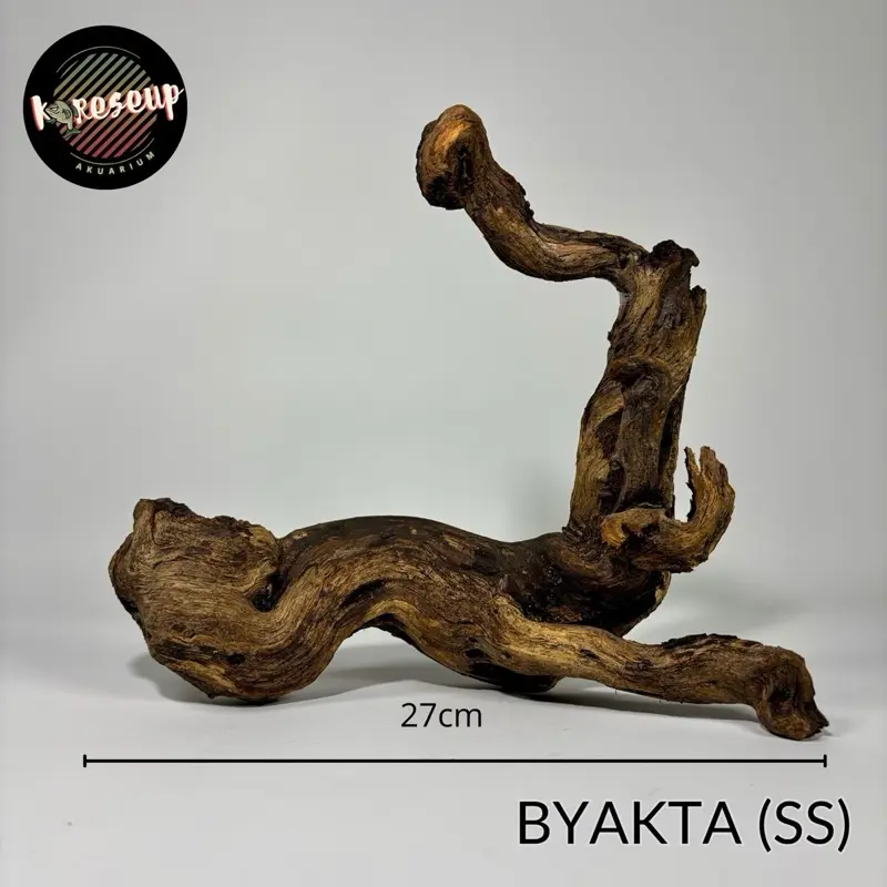 AKAR SANTIGI LAUT (SS) SUDAH TENGGELAM UNTUK HIASAN AQUARIUM DAN AQUASCAPE UKURAN AQUARIUM 30cm-40cm