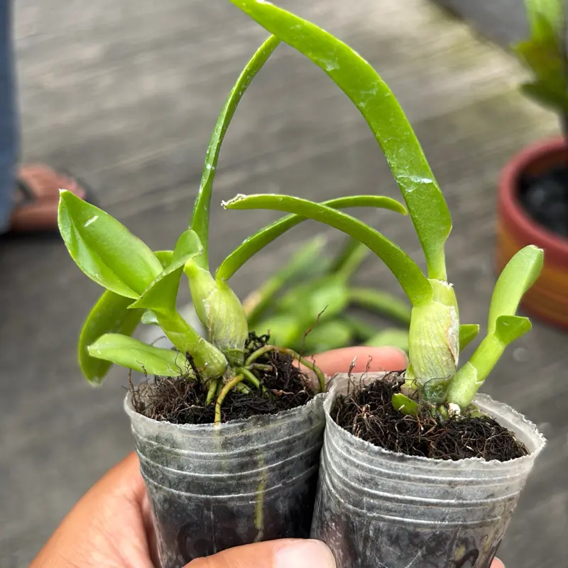 Dendrobium Erlina x Welirang Tanaman Hias Unik dengan Daun Hijau Segar dan Batang yang Menarik