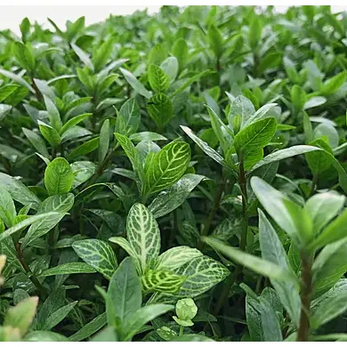 Hygrophila Polysperma sunset ( Tanaman Aquascape Tumbuhan Air Hiasan Aquarium ) 4