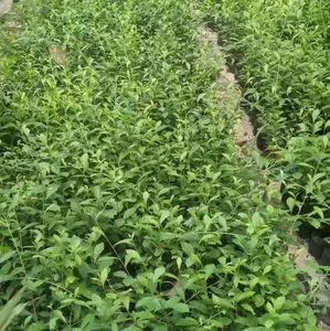 tanaman hias Lee Kwan you  pohon tanaman perdu