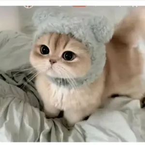 topi kucing karakter beruang