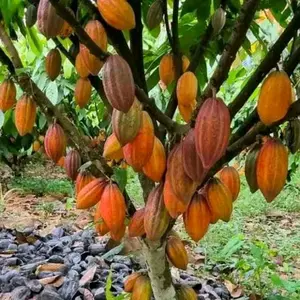 Biji Benih Bibit Kakou Unggul BB1.200 biji benih- Merek Terkenal - Ungu