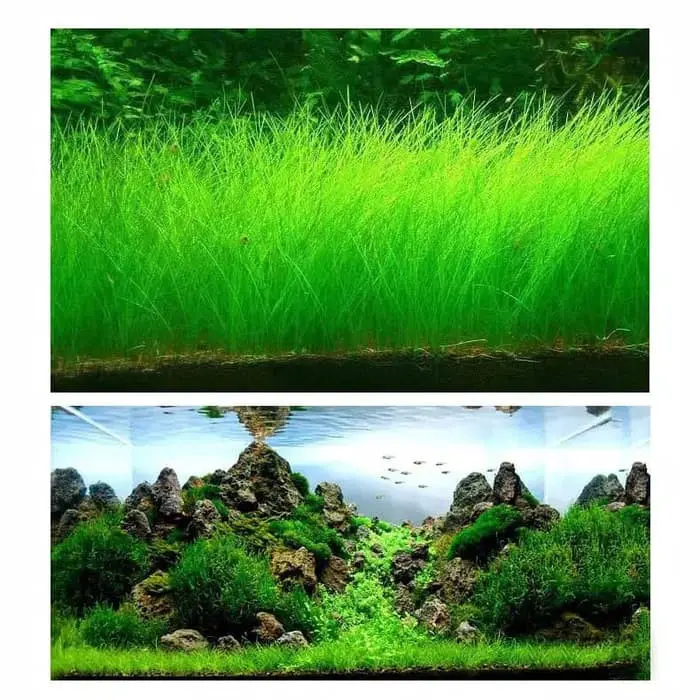 Benih Tanaman Air Big Leaf Grass Unggulan dan Termurah 1