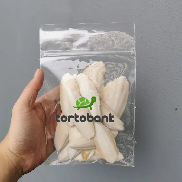 Seller 🌈 Cuttle Fish Bone - Tulang Sotong Super - Kalsium Burung / Reptil 0