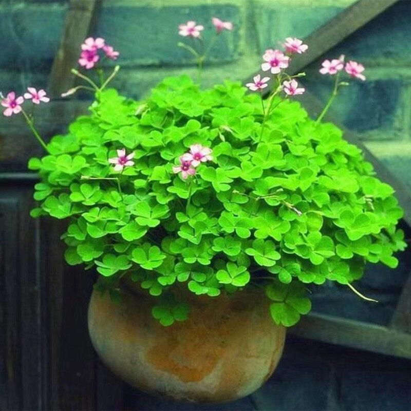 Product Introduction of [Fast Shipping] 200 Seeds/pack Three Leaf Glass Flower Seeds Bonsai Seeds for Planting Lucky Three Clover Leaf Seedlings Perennial Lucky Plant Seeds Vegetable Seeds Home Garden Decoration Items Indoor Plants Potted Live Plants for Sale Easy To Grow 67