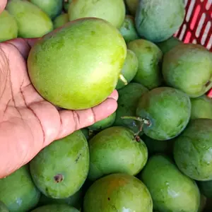 Mangga Mardi 1 Kg isi 5-7 buah