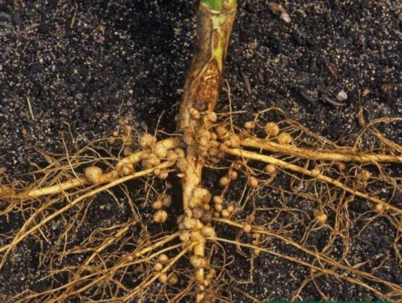  Combo Tuyến Trùng -  Hiệu Quả Cao với Thối Rễ & Phục Hồi Cây Bị Tuyến Trùng 1 Chai Velum 100ml + 1 Hủ CF-Plus 500g Pha 200 Lít Nước Hữu Cơ Hàn Quốc 