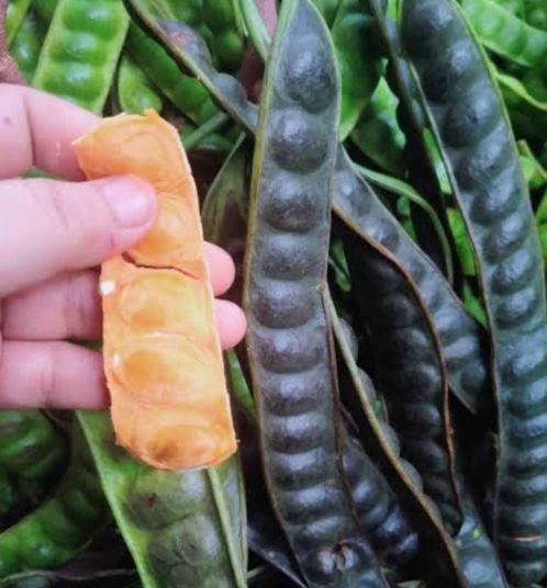 (PETE MATANG) PETE MASAK DI POHON ISI 10 BONUS 1PCS/PETE TUA/PROMO PETE MURAH/PETE SEGAR PILIHAN/PETE SUPER/SAYURAN SEGAR/PETE WONOGIRI/ Kecombrang