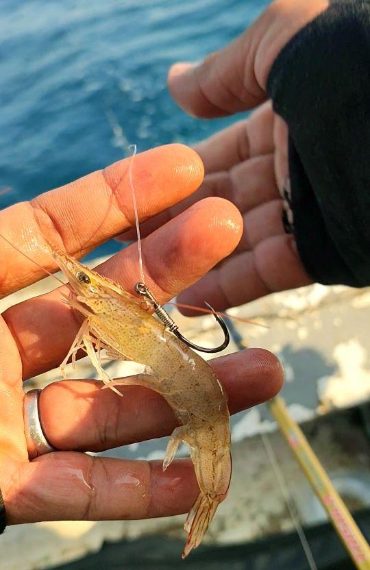 Monster Fishing Mata Kail Udang Hidup untuk Memancing Isi 5 Pcs Paket Umpan Efektif dan Mudah Digunakan - Pancing