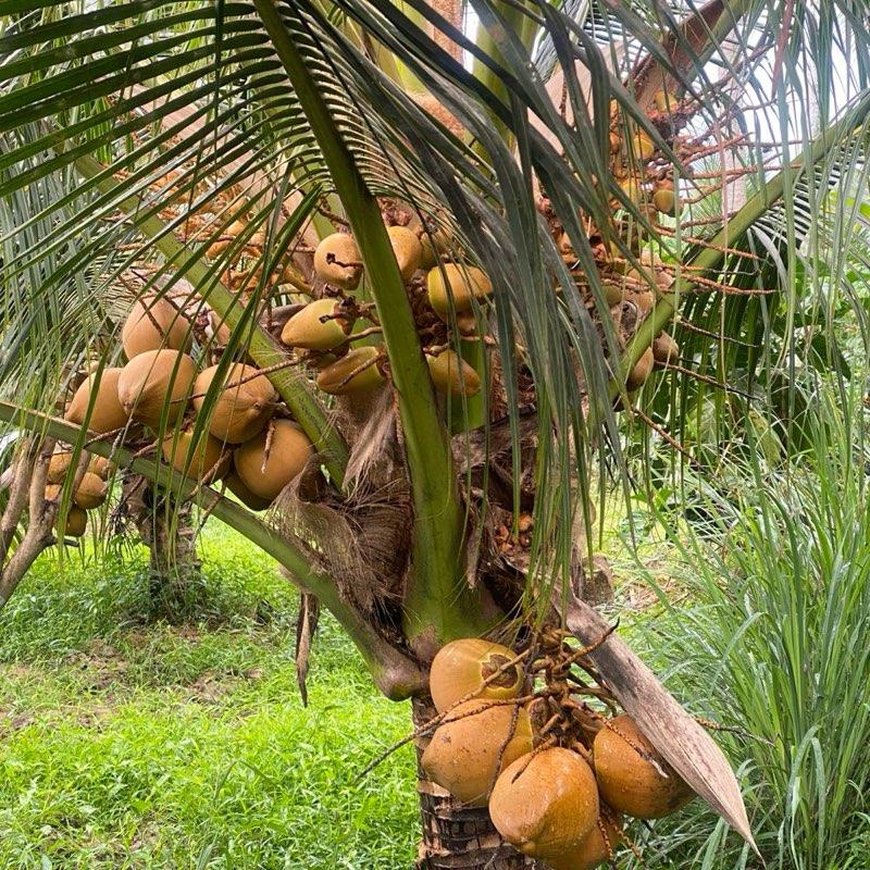 Combo 2 gói bột bù xè, đuông dừa, bọ cánh cứng treo trên cây dừa 2gói(40túi dạng túi lọc) 6