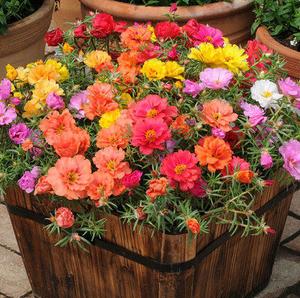 MezcladeRosasSemillas100GranosFácildeCultivarFloraciónAbundanteResistentealCalorIdealparaJardínBalcónyHogar