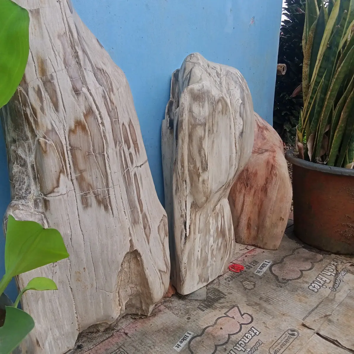 Fossil kayu dab berbagay jenis batu fossil kayu