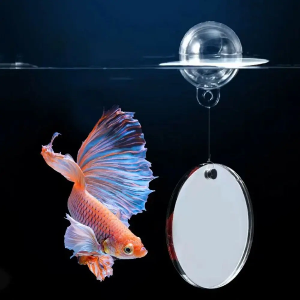 Fish Tank Accessories Decorative Fish Training Mirror Round Suction Cup Aquarium  Betta Mirror Single/Double Sided Fish Tank Floating Mirror Training -  TikTok Shop Singapore