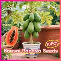 Gambar 100% Asli 10 Biji Pepaya Bonsai Dijual - Biji Pepaya Kerdil Untuk Menanam Pohon Pepaya Manis Yang Dapat Dimakan Pepaya Red Lady Biji Tanaman Pohon Pepaya Untuk Taman Balkon Pepaya Pot Dalam Ruangan Mudah Tumbuh - 1PACK dari Benih Pilihan Alam Kota Administrasi Jakarta Pusat 1 Tokopedia
