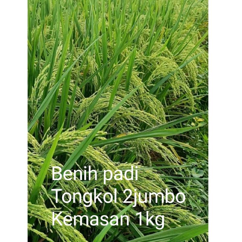 BENIH BERKUALITAS MANTAP  tongkol 2 jumbo Galur lokal Aceh  daun bendera tegak 0