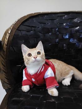Product Review of baju kucing lucu aksesoris hewan peliharaan - BUKIPET BASIC VARSITY from S**p 0