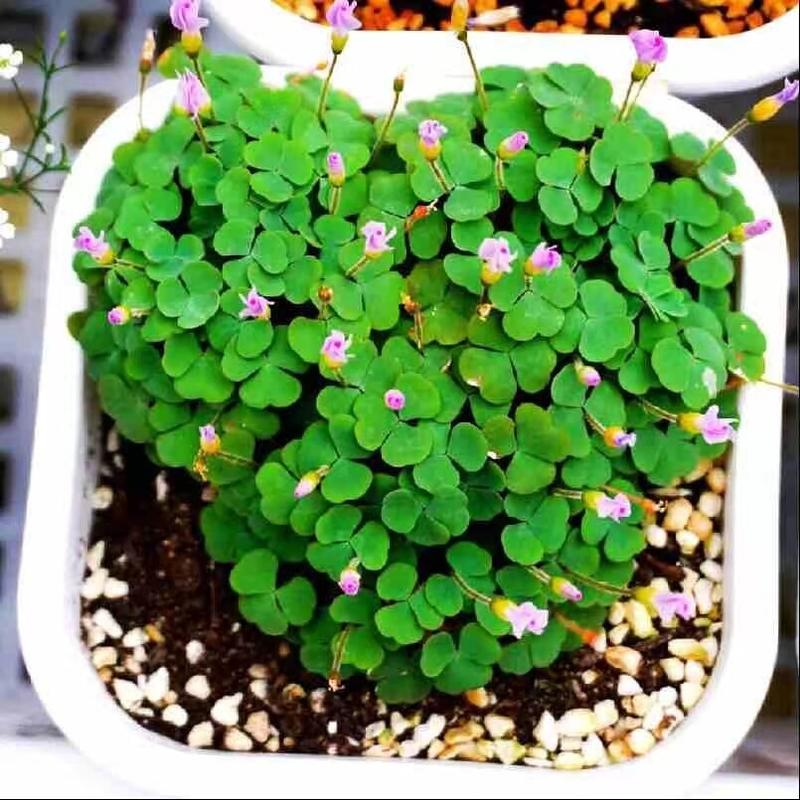 Product Introduction of [Fast Shipping] 200 Seeds/pack Three Leaf Glass Flower Seeds Bonsai Seeds for Planting Lucky Three Clover Leaf Seedlings Perennial Lucky Plant Seeds Vegetable Seeds Home Garden Decoration Items Indoor Plants Potted Live Plants for Sale Easy To Grow 65