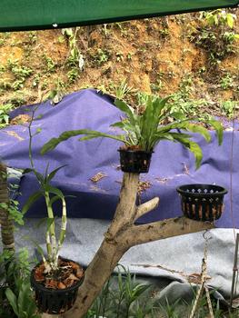 Product Review of 16.5CM Orchid Plastic Flower Pot Pasu Bunga Okid Gafri from F**. 0
