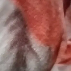 Alat pengukur stabilkan gula Rapitt satuan original