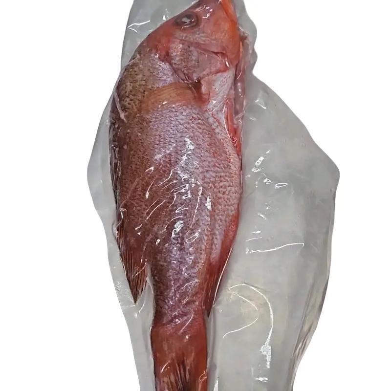 Fresh Frozen Red Snapper 500gm-600gm - TikTok Shop Singapore
