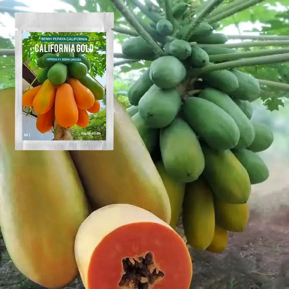Benih Bibit Pepaya California Madu unggulan 1 gram 50-60 biji tasafarm buah lebat rasa manis