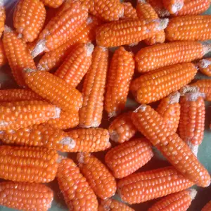 jagung kecil asli madura 1 kg dengan boggolnya Wijen