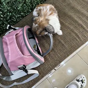 BGpet Tas Peliharaan Hewan Kecil Hamster Kelinci SugarGlider Marmut Sugar Glider Tikus Rabbit Kucing Gecko