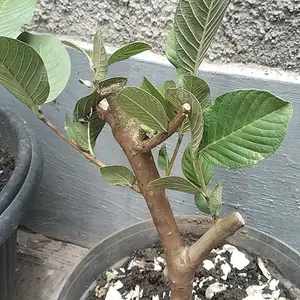potong cangkok jambu kristal madu fresh Tanaman