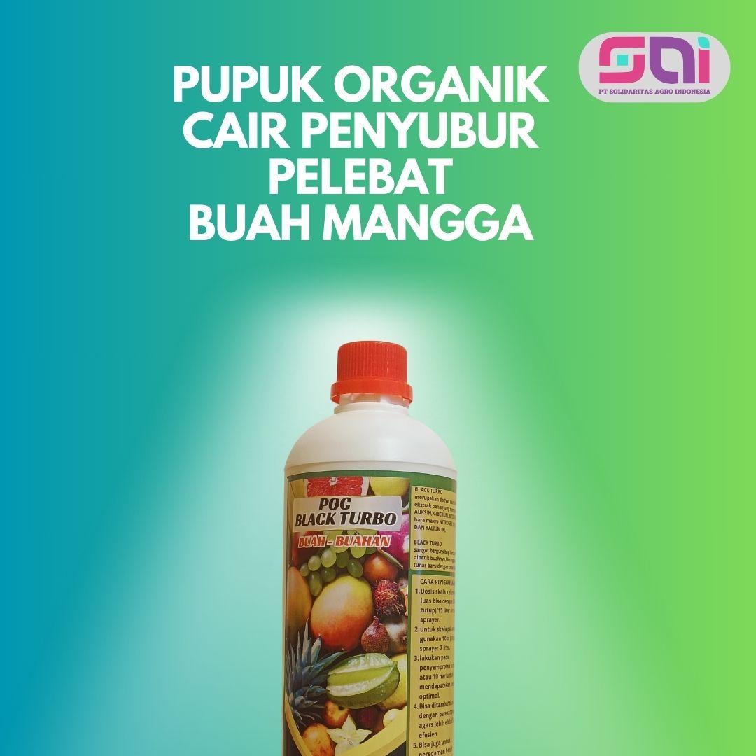 Pupuk Mangga Cepat Berbuah Pupuk Mangga Buah Lebat Pupuk Mangga Anti rontok POC Black Turbo