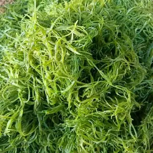 Rumput Laut Fresh Basah 500 Gram - Segar dan Lezat untuk Konsumsi